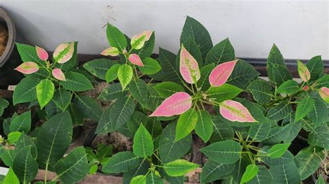 How To Propagate Poinsettia Plant From Cuttings Youtube