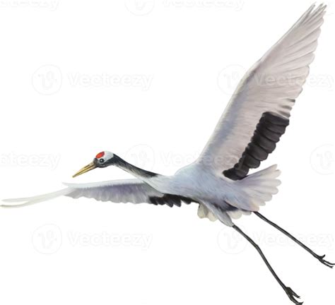 red crowned crane paint 12596666 PNG