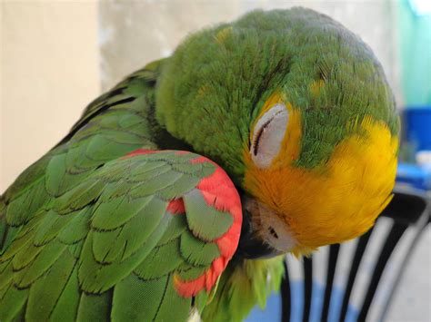 My Cute Parrot Rocky Sleep By Joenekochan On Deviantart