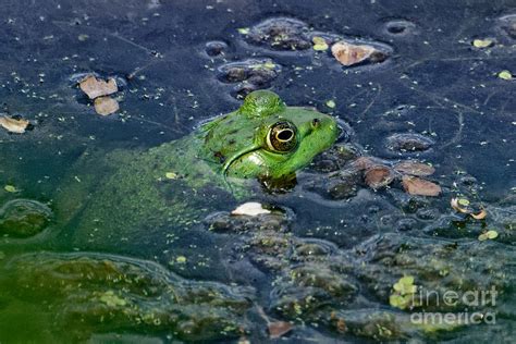 Wetland Frog Photograph By Paul Mashburn Fine Art America