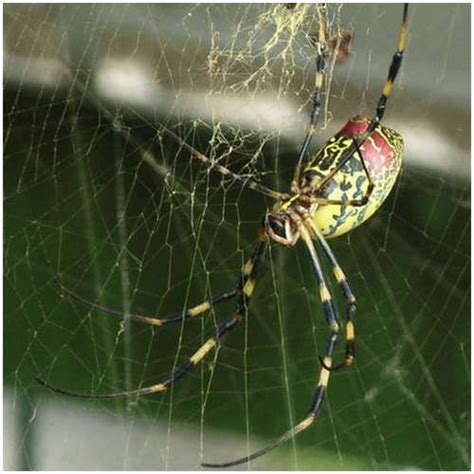 Male Nephila Clavata