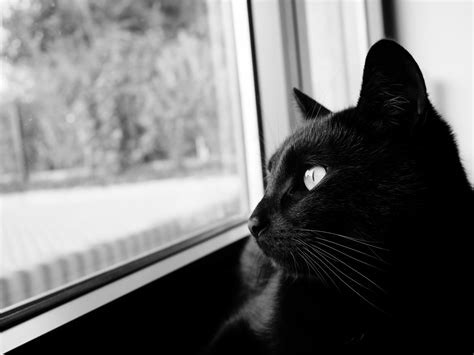 Free Download Fondo De Pantalla De Gato Bw Gato Negro Negro Hocico Hd [4592x3448] For Your