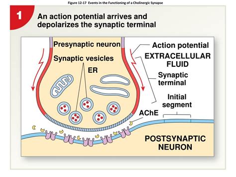 Ppt 12 7 Synapses Powerpoint Presentation Free Download Id3823690