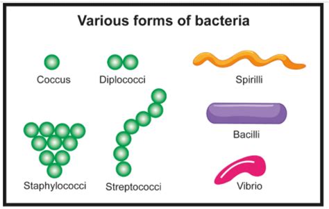 Discuss The Various Forms Of Bacteria