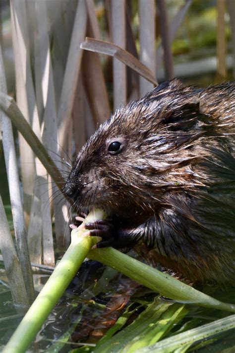 Muskrat Eating Spring Green Reeds Along The Shore Stock Photo Image