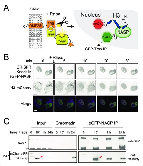 Nasp Binds Rapidly To Newly Imported H A Experimental Design