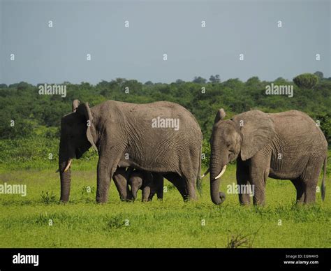 Two Adult African Elephants Loxodonta Africana With Small Calf