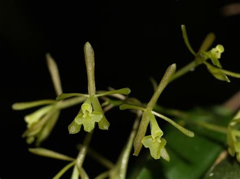 Greenfly Orchid Epidendrum Conopseum · Inaturalist