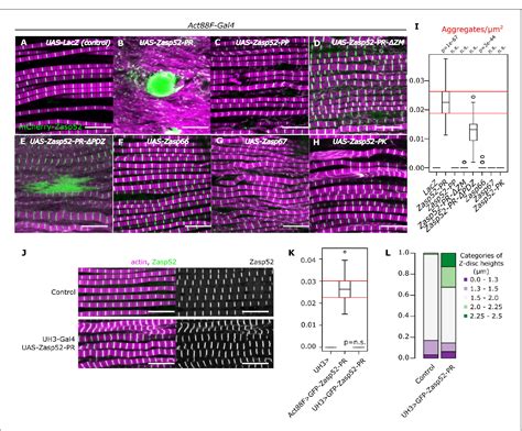 Figure 1 From Myofibril Diameter Is Set By A Finely Tuned Mechanism Of