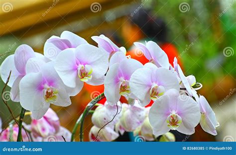 White And Pink Phalaenopsis Orchids Stock Image Image Of Natural