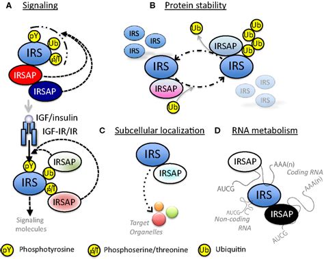 Frontiers The Novel Functions Of High Molecular Mass Complexes Containing Insulin Receptor