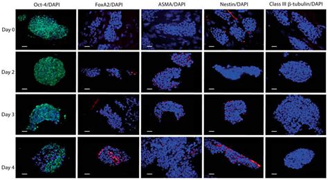 Immunoreactivity And DAPI Nuclei Staining Blue Of 2D MESC Cultures