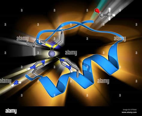 Zinc Finger Molecular Model Zinc Fingers Constitute The Dna