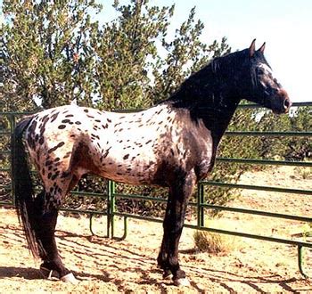 Nez Perce Horse - Alchetron, The Free Social Encyclopedia