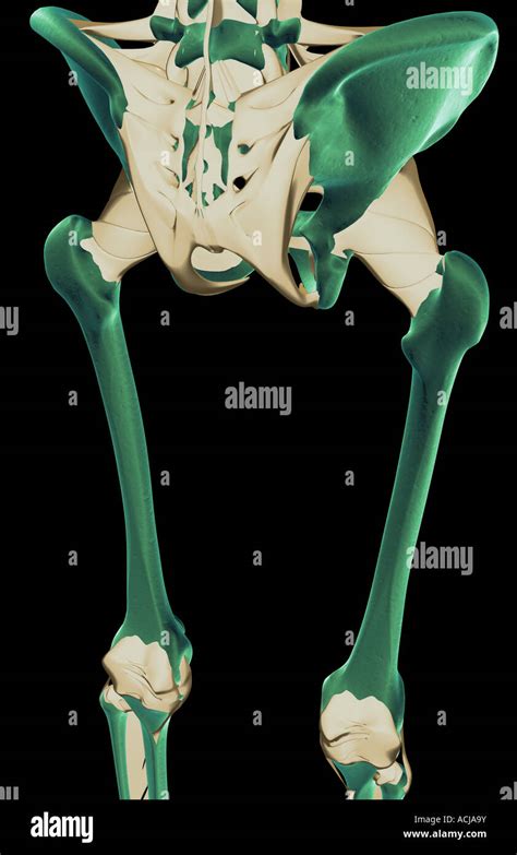 The Ligaments Of The Lower Limb Stock Photo Alamy