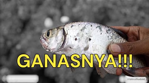 Casting Ikan Tarpon Bulan Payus Si Predator Tambak Laut Ultralight