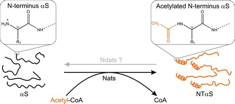 Frontiers How Important Is The N Terminal Acetylation Of Alpha Synuclein For Its Function And