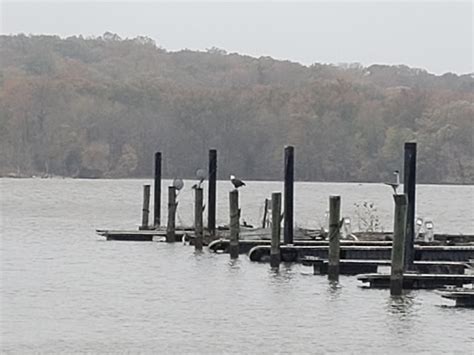 The EAGLE has landed - just... - Fort Washington Marina