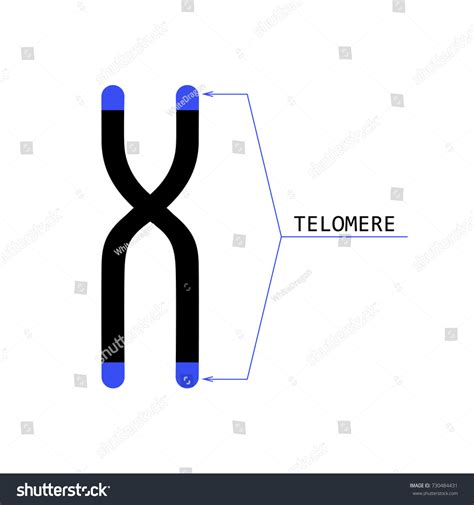 Chromosome Structure Telomeres Ends Stock Vector Stock Vector Royalty