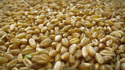 What Is Durum Wheat - How To Grow Durum Wheat Plants In The Garden