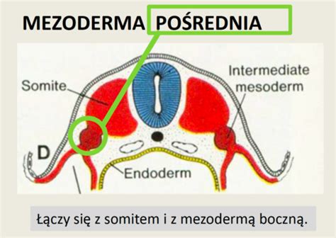 Embrio rozwój układu wydalniczego i rozrodczego Flashcards Quizlet