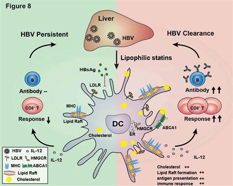 张建教授团队发现慢性hbv感染引发树突状细胞功能障碍的新机制 山东大学药学院