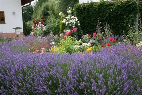 Beetgestaltung Mit Lavendel