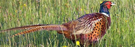 Upland Bird Hunting Properties For Sale Near Me Pheasant Hunting Fay