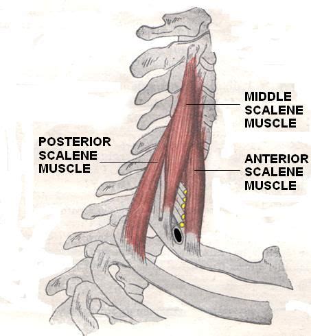 scalenes, anterior, medius and posterior muscles Human Body Anatomy ...