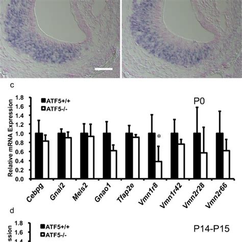 C Ebp Mrna Expression In The Mouse Vomeronasal Epithelium Aj In Situ