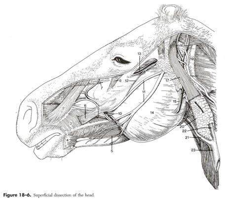 Superficial Structures On Equine Head Diagram Quizlet