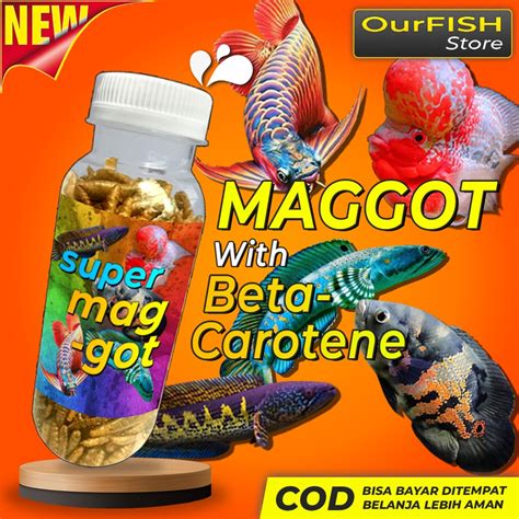 Jual Ourfish Pakan Super Maggot Gram With Beta Carotene Pakan Ikan