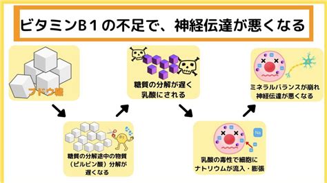 ビタミンb1の働き 大量摂取の効果（反応速度up・糖質処理能力up） パーソナルトレーナーhatano