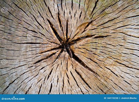 Tree trunk cross section stock photo. Image of closeup - 144110238