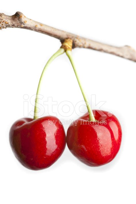 Pair Of Cherries Hanging On Tree Stock Photo Royalty Free Freeimages