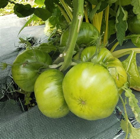 Tomate Absinthe Potage Et Gourmands