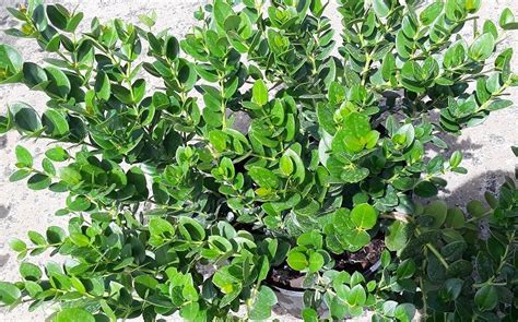 Carissa Boxwood Emerald Blanket | Florida Nursery Mart | Small shrubs ...