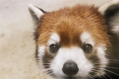 『群馬お泊まりレッサーパンダ遠征2園（2）桐生が岡動物園：雨で空いていてラッキーだった新レッサーパンダ舎でライムくん・桃桃ちゃん・フランちゃん