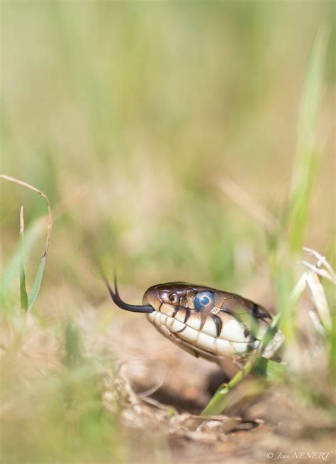 Grass snake Couleuvre helvétique Natrix helvetica Jean NENERT