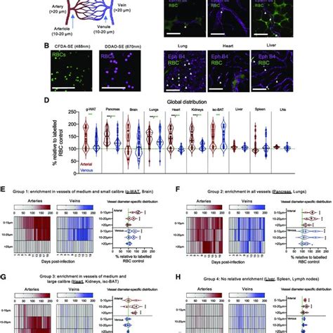 Changes In Organ Vascular Density During T Brucei Infection A