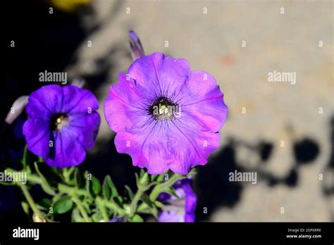petunia  hybrid   res stock photography  images alamy