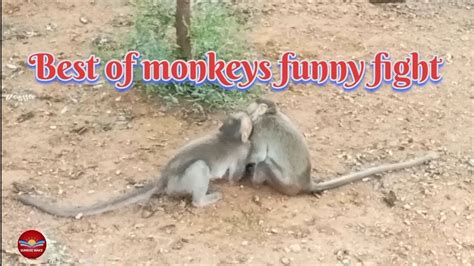 Best Of Monkeys 🐒 🐒 🐒 Funny 🤣 🤣 🤣 🤣 Fight Youtubetrending