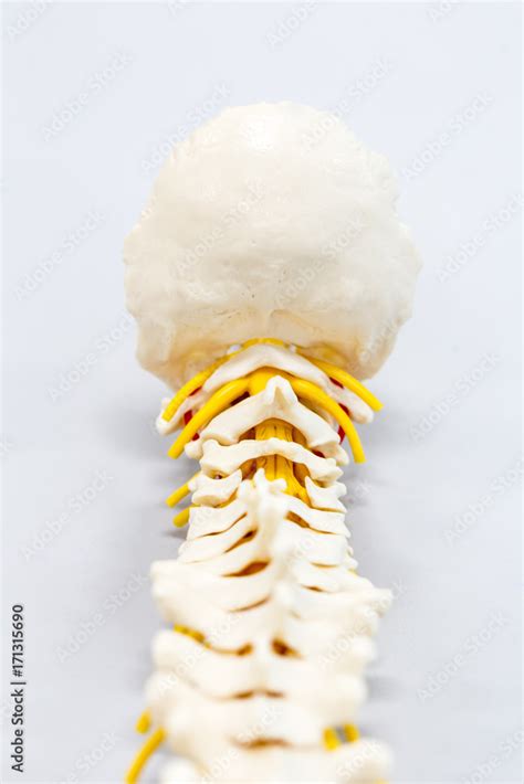 The Vertebral Column Also Known As The Backbone Or Spine Is Part Of