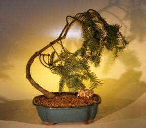 Dwarf Weeping Norway Spruce Bonsai Tree Picea Abies Glauca Pendula