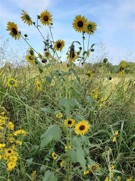 Annual Sunflower | Oklahoma State University