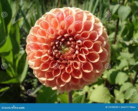 Ball Dahlia Peachy Pink Flower Snoho Doris Stock Image Image Of Peach