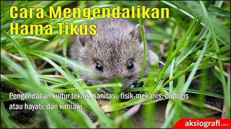 Cara Mengendalikan Hama Tikus Di Lahan Persawahan