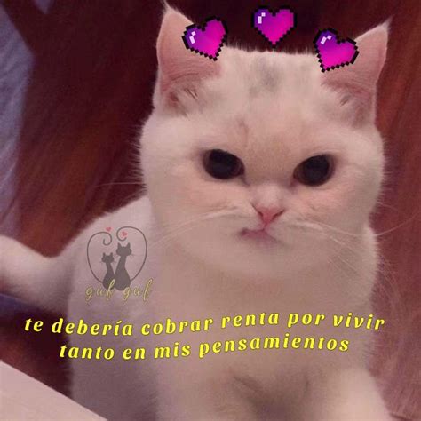 Pin En Gatitos Enojados Frases Para Conquistar Memes Animales Enojo