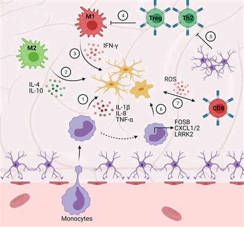 Frontiers Immune Response In Neurological Pathology Emerging Role Of