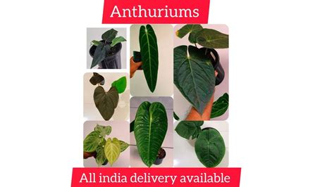 Anthuriums Plants Exotic Foliage Garden Rare Plants All India